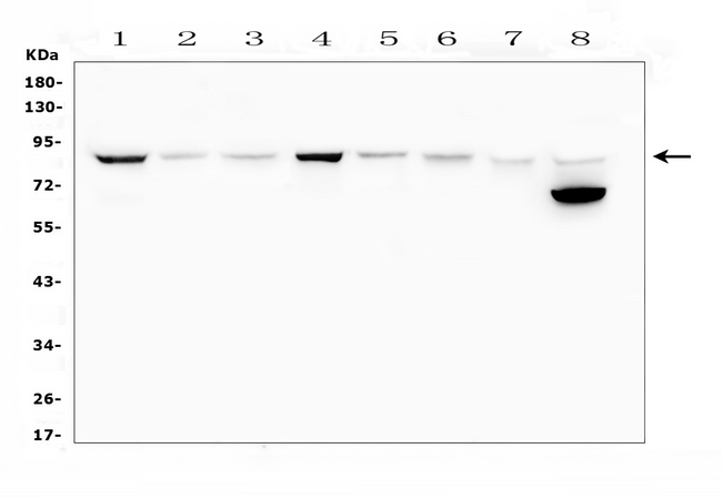 Mitofusin 2 / MFN2 Antibody - Western blot analysis of Mitofusin 2 using anti-Mitofusin 2 antibody. Electrophoresis was performed on a 5-20% SDS-PAGE gel at 70V (Stacking gel) / 90V (Resolving gel) for 2-3 hours. The sample well of each lane was loaded with 50ug of sample under reducing conditions. Lane 1: rat brain tissue lysates, Lane 2: rat heart tissue lysates, Lane 3: rat kidney tissue lysates, Lane 4: mouse brain tissue lysates, Lane 5: mouse heart tissue lysates, Lane 6: mouse kidney tissue lysates, Lane 7: mouse small intestine tissue lysates, Lane 8: mouse NIH3T3 whole cell lysates. After Electrophoresis, proteins were transferred to a Nitrocellulose membrane at 150mA for 50-90 minutes. Blocked the membrane with 5% Non-fat Milk/ TBS for 1.5 hour at RT. The membrane was incubated with rabbit anti-Mitofusin 2 antigen affinity purified polyclonal antibody at 0.5 µg/mL overnight at 4°C, then washed with TBS-0.1% Tween 3 times with 5 minutes each and probed with a goat anti-rabbit IgG-HRP secondary antibody at a dilution of 1:10000 for 1.5 hour at RT. The signal is developed using an Enhanced Chemiluminescent detection (ECL) kit with Tanon 5200 system. A specific band was detected for Mitofusin 2 at approximately 86KD. The expected band size for Mitofusin 2 is at 86KD.