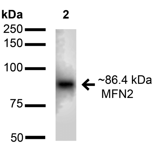 Mitofusin 2 / MFN2 Antibody - Western blot analysis of Human Embryonic kidney epithelial cell line (HEK293T) lysate showing detection of ~86.4 kDa Mitofusin 2 Antibody protein using Rabbit Anti-Mitofusin 2 Antibody Polyclonal Antibody. Lane 1: Molecular Weight Ladder (MW). Lane 2: Human Embryonic kidney epithelial cell line (HEK293T) lysate. Load: 15 µg. Block: 2% BSA and 2% Skim Milk in 1X TBST. Primary Antibody: Rabbit Anti-Mitofusin 2 Antibody Polyclonal Antibody  at 1:1000 for 16 hours at 4°C. Secondary Antibody: Goat Anti-Rabbit IgG: HRP at 1:2000 for 60 min at RT. Color Development: ECL solution for 6 min at RT. Predicted/Observed Size: ~86.4 kDa.