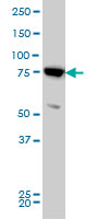 Mitofusin 2 / MFN2 Antibody - MFN2 monoclonal antibody (M03), clone 4H8 Western blot of MFN2 expression in HeLa.