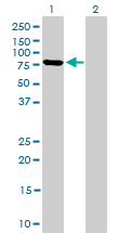 Mitofusin 2 / MFN2 Antibody - Western blot of MFN2 expression in transfected 293T cell line by MFN2 monoclonal antibody (M03), clone 4H8.