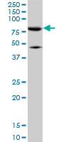 Mitofusin 2 / MFN2 Antibody - MFN2 monoclonal antibody (M01), clone 6A8. Western blot of MFN2 expression in HeLa.