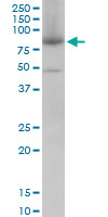 Mitofusin 2 / MFN2 Antibody - MFN2 monoclonal antibody (M01), clone 6A8. Western blot of MFN2 expression in PC-12.