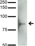 Mitofusin 2 / MFN2 Antibody - Detection of Mitofusin-2 in rat brain lysate with Mitofusin-2 Monoclonal Antibody at 5ug/ml.