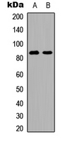 Mitofusin 2 / MFN2 Antibody - Western blot analysis of MFN2 expression in HepG2 (A); HUVEC (B) whole cell lysates.