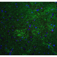 Mitofusin 2 / MFN2 Antibody - Immunofluorescence of MFN2 in mouse brain tissue with MFN2 antibody at 20 µg/mL. Green: MFN2 antibody  Red: Phylloidin staining Blue: DAPI staining
