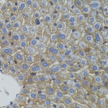 Mitofusin 2 / MFN2 Antibody - Immunohistochemistry of paraffin-embedded mouse liver using MFN2 antibody (40x lens).