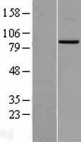 Mitofusin 2 / MFN2 Protein - Western validation with an anti-DDK antibody * L: Control HEK293 lysate R: Over-expression lysate