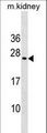 MIXL1 / MIXL Antibody - MIXL1 Antibody western blot of mouse kidney tissue lysates (35 ug/lane). The MIXL1 antibody detected the MIXL1 protein (arrow).