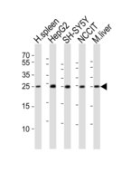 MIXL1 / MIXL Antibody - Western blot of lysates from human spleen tissue lysate, HepG2, SH-SY5Y, NCCIT cell line, mouse liver tissue lysate (from left to right), using MIXL1 antibody diluted at 1:1000 at each lane. A goat anti-rabbit IgG H&L (HRP) at 1:10000 dilution was used as the secondary antibody. Lysates at 20 ug per lane.