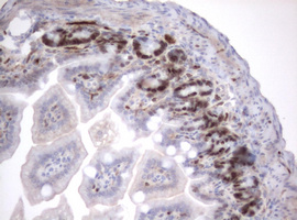 MKI67 / Ki67 Antibody - IHC of paraffin-embedded Mouse colon tissue using anti-MKI67 mouse monoclonal antibody. (heat-induced epitope retrieval by 10mM citric buffer, pH6.0, 120°C for 3min).