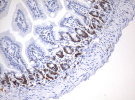 MKI67 / Ki67 Antibody - IHC of paraffin-embedded Mouse colon tissue using anti-MKI67 mouse monoclonal antibody. (heat-induced epitope retrieval by 10mM citric buffer, pH6.0, 120°C for 3min).