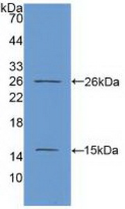 MKI67 / Ki67 Antibody - Western Blot; Sample: Recombinant Ki67P, Human.