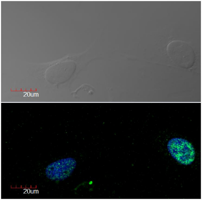 MKI67 / Ki67 Antibody - Immunocytochemistry detection of Ki-67 in U2OS cell line (human osteosarcoma) using monoclonal antibody Ki-67 (green). Cell nuclei stained with DAPI (blue).