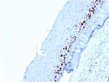 MKI67 / Ki67 Antibody - IHC testing of FFPE human skin stained with Ki67 antibody (MKI67/2462). Required HIER: boiling tissue sections in 10mM citrate buffer, pH6, for 10-20 min followed by cooling at RT for 20 min.