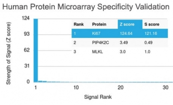 MKI67 / Ki67 Antibody - Analysis of HuProt(TM) microarray containing more than 19,000 full-length human proteins using Ki67 antibody (clone MKI67/2462). These results demonstrate the foremost specificity of the MKI67/2462 mAb. Z- and S- score: The Z-score represents the strength of a signal that an antibody (in combination with a fluorescently-tagged anti-IgG secondary Ab) produces when binding to a particular protein on the HuProt(TM) array. Z-scores are described in units of standard deviations (SDs) above the mean value of all signals generated on that array. If the targets on the HuProt(TM) are arranged in descending order of the Z-score, the S-score is the difference (also in units of SDs) between the Z-scores. The S-score therefore represents the relative target specificity of an Ab to its intended target.