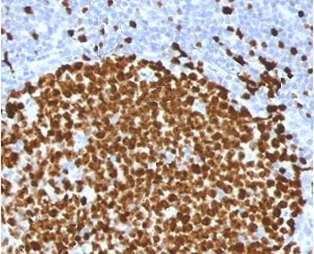 MKI67 / Ki67 Antibody - IHC testing of FFPE human tonsil stained with Ki67 antibody (clone PMKI67-1). Required HIER: boiling tissue sections in 10mM citrate buffer, pH6, for 10-20 min followed by cooling at RT for 20 min.
