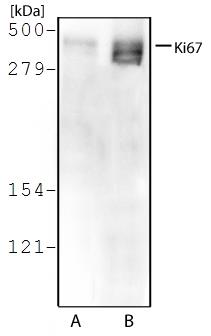 MKI67 / Ki67 Antibody - Western Blot: Ki67 Antibody - Western blot analysis of A431 (A) and Hek293 (B) cell lysate using Ki67 antibody at 2 ug/ml.  This image was taken for the unconjugated form of this product. Other forms have not been tested.