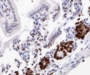 MKI67 / Ki67 Antibody - Ki67 Antibody - Detection of Ki67 in formalin-fixed paraffin embedded mouse intestine.  This image was taken for the unconjugated form of this product. Other forms have not been tested.
