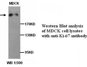 MKI67 / Ki67 Antibody