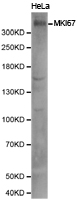 MKI67 / Ki67 Antibody - Western blot of extracts of HeLa cell lines, using MKI67 antibody.