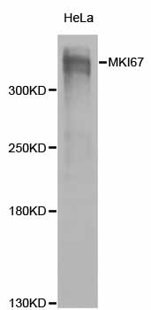 MKI67 / Ki67 Antibody - Western blot analysis of extracts of HeLa cells.