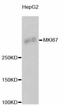 MKI67 / Ki67 Antibody - Western blot analysis of extracts of HepG2 cells, using MKI67 antibody. The secondary antibody used was an HRP Goat Anti-Rabbit IgG (H+L) at 1:10000 dilution. Lysates were loaded 25ug per lane and 3% nonfat dry milk in TBST was used for blocking.