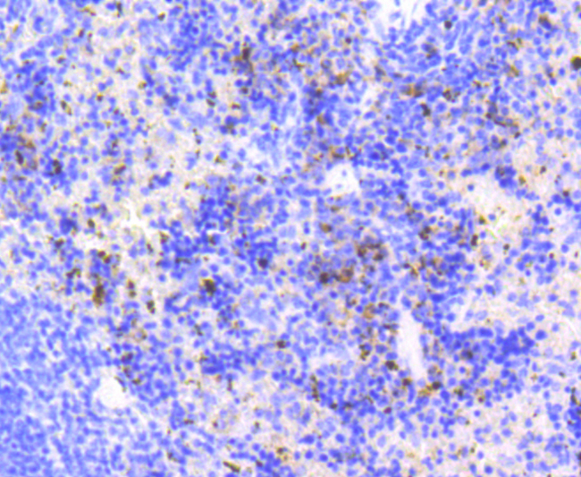MKI67 / Ki67 Antibody - Immunohistochemistry of paraffin-embedded mouse spleen using MKI67 antibodyat dilution of 1:100 (40x lens).