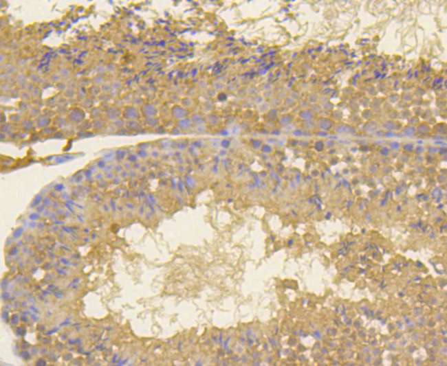 MKI67 / Ki67 Antibody - Immunohistochemistry of paraffin-embedded mouse testis using MKI67 antibodyat dilution of 1:100 (40x lens).