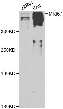 MKI67 / Ki67 Antibody - Western blot analysis of extracts of various cell lines, using MKI67 antibody at 1:1000 dilution. The secondary antibody used was an HRP Goat Anti-Rabbit IgG (H+L) at 1:10000 dilution. Lysates were loaded 25ug per lane and 3% nonfat dry milk in TBST was used for blocking. An ECL Kit was used for detection and the exposure time was 90s.