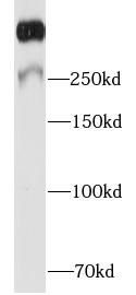 MKI67 / Ki67 Antibody - Raji cells were subjected to SDS PAGE followed by western blot with KI67 antibody at dilution of 1:1000