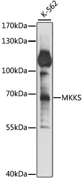 MKKS Antibody - Western blot analysis of extracts of K-562 cells, using MKKS antibody at 1:1000 dilution. The secondary antibody used was an HRP Goat Anti-Rabbit IgG (H+L) at 1:10000 dilution. Lysates were loaded 25ug per lane and 3% nonfat dry milk in TBST was used for blocking. An ECL Kit was used for detection and the exposure time was 20s.