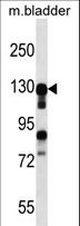 MKL2 Antibody - MKL2 Antibody western blot of mouse bladder tissue lysates (35 ug/lane). The MKL2 antibody detected the MKL2 protein (arrow).