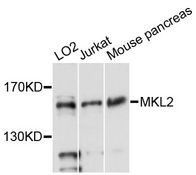 MKL2 Antibody - Western blot analysis of extracts of various cell lines, using MKL2 antibody at 1:3000 dilution. The secondary antibody used was an HRP Goat Anti-Rabbit IgG (H+L) at 1:10000 dilution. Lysates were loaded 25ug per lane and 3% nonfat dry milk in TBST was used for blocking. An ECL Kit was used for detection and the exposure time was 90s.