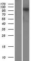 MKL2 Protein - Western validation with an anti-DDK antibody * L: Control HEK293 lysate R: Over-expression lysate