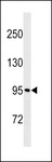 MKLN1 / Muskelin Antibody - MKLN1 Antibody western blot of NCI-H460 cell line lysates (35 ug/lane). The MKLN1 antibody detected the MKLN1 protein (arrow).