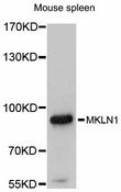 MKLN1 / Muskelin Antibody - Western blot analysis of extracts of mouse spleen, using MKLN1 antibody at 1:3000 dilution. The secondary antibody used was an HRP Goat Anti-Rabbit IgG (H+L) at 1:10000 dilution. Lysates were loaded 25ug per lane and 3% nonfat dry milk in TBST was used for blocking. An ECL Kit was used for detection and the exposure time was 90s.