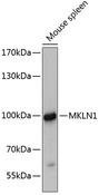 MKLN1 / Muskelin Antibody - Western blot analysis of extracts of mouse spleen using MKLN1 Polyclonal Antibody at dilution of 1:3000.