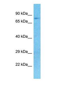 MKLN1 / Muskelin Antibody - Western blot of MKLN1 Antibody with human 293T Whole Cell lysate.  This image was taken for the unconjugated form of this product. Other forms have not been tested.