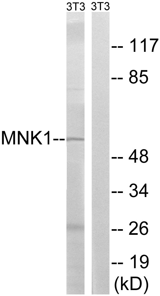 MKNK1 / MNK1 Antibody - Western blot analysis of lysates from NIH/3T3 cells, using MNK1 Antibody. The lane on the right is blocked with the synthesized peptide.
