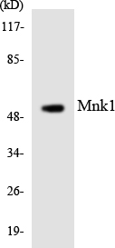 MKNK1 / MNK1 Antibody - Western blot analysis of the lysates from COLO205 cells using Mnk1 antibody.