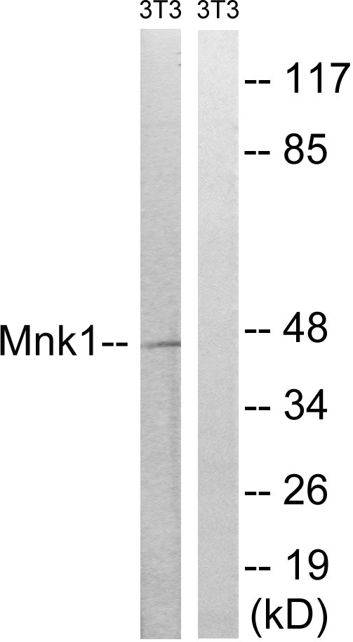 MKNK1 / MNK1 Antibody - Western blot analysis of lysates from NIH/3T3 cells, treated with PMA 125ng/ml 30', using MNK1 Antibody. The lane on the right is blocked with the synthesized peptide.