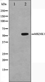 MKNK1 / MNK1 Antibody - Western blot analysis on HeLa cell lysates using MKNK1 antibody. The lane on the left is treated with the antigen-specific peptide.