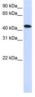 MKNK2 / MNK2 Antibody - Western analysis of 721_B cell lysate.  This image was taken for the unconjugated form of this product. Other forms have not been tested.