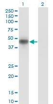 MKNK2 / MNK2 Antibody - Western Blot analysis of MKNK2 expression in transfected 293T cell line by MKNK2 monoclonal antibody (M04), clone 4F11.Lane 1: MKNK2 transfected lysate(46.7 KDa).Lane 2: Non-transfected lysate.