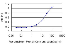 MKNK2 / MNK2 Antibody - Detection limit for recombinant GST tagged MKNK2 is approximately 1 ng/ml as a capture antibody.