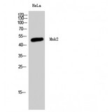 MKNK2 / MNK2 Antibody - Western blot of Mnk2 antibody