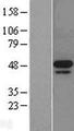 MKNK2 / MNK2 Protein - Western validation with an anti-DDK antibody * L: Control HEK293 lysate R: Over-expression lysate