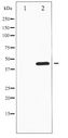 MKP1 + MKP2 Antibody - Western blot of MKP-1/2 phosphorylation expression in heatshockK562 whole cell lysates,The lane on the left is treated with the antigen-specific peptide.