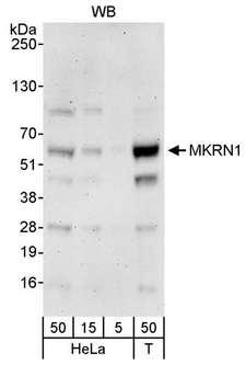 MKRN1 Antibody - Detection of Human MKRN1 by Western Blot. Samples: Whole cell lysate from HeLa (5, 15 and 50 ug) and 293T (T; 50 ug) cells. Antibody: Affinity purified rabbit anti-MKRN1 antibody used for WB at 0.1 ug/ml. Detection: Chemiluminescence with an exposure time of 3 minutes.