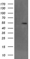 MKRN1 Antibody - HEK293T cells were transfected with the pCMV6-ENTRY control (Left lane) or pCMV6-ENTRY MKRN1 (Right lane) cDNA for 48 hrs and lysed. Equivalent amounts of cell lysates (5 ug per lane) were separated by SDS-PAGE and immunoblotted with anti-MKRN1.